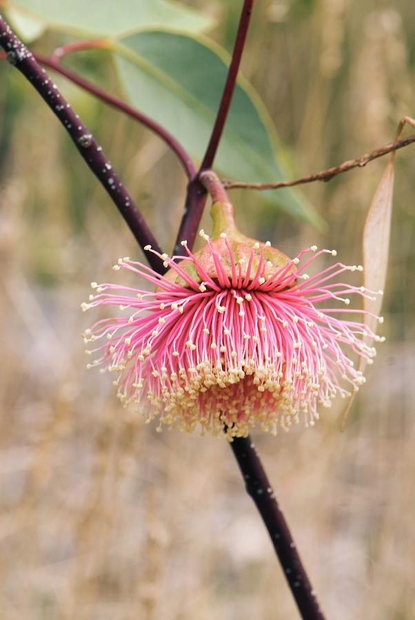 Eucalyptus Rameliana Flower Photograph by Adrian Thomas