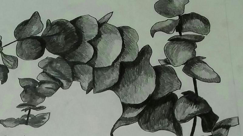 Nature Drawing - Eucalyptus Sprigs by Cathy Baird