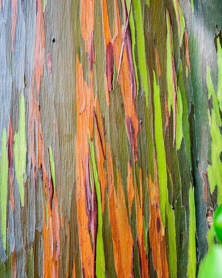 Eucalyptus Stripes Photograph by William Krumpelman - Fine Art America