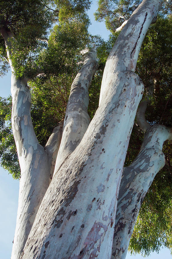 15 Different Eucalyptus Tree Types And Classifications 45 OFF