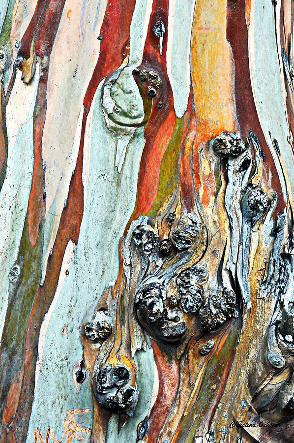 Eucalyptus Tree Photograph by Christina Ochsner