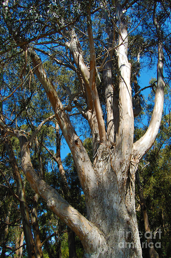 Eucalyptus Tree in Butterfly Grove Photograph by Debra Thompson