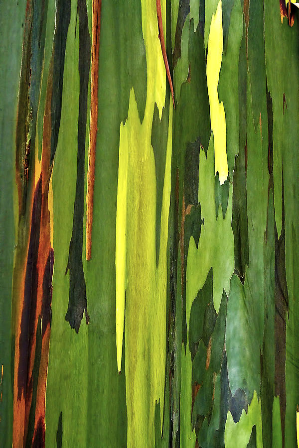 Abstract Photograph - Eucalyptus Tree by Marcia Colelli