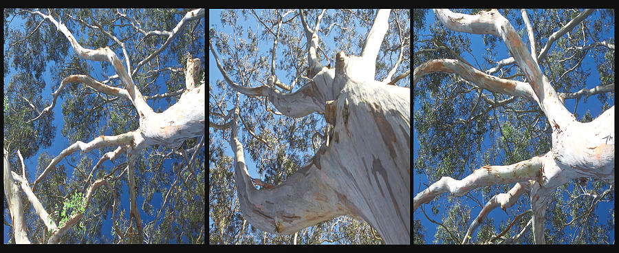 Eucalyptus Tree Panel Triptych 2 Photograph by SC Heffner