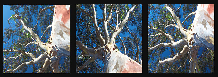 Eucalyptus Tree Panel Triptych Photograph by SC Heffner