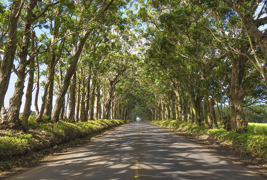 Eucalyptus Tree Tunnel - Kauai Hawaii by Brian Harig