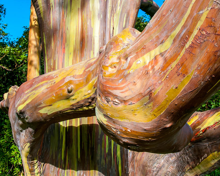 Eucalyptus Tree Photograph by William Krumpelman - Fine Art America