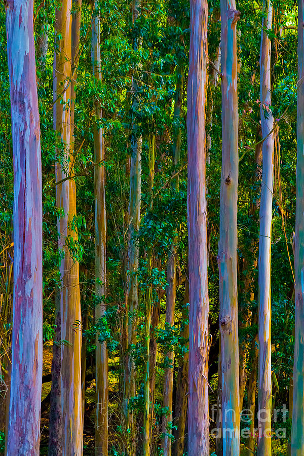 Картинки Цветной Лес — Красивое Фото