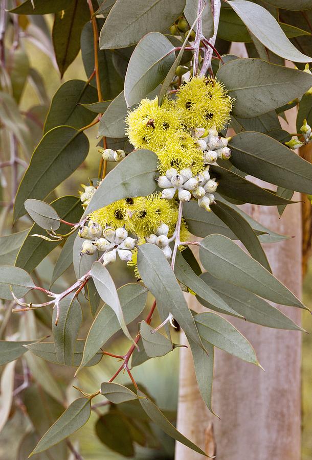 Eucalyptus woodwardii in flower Photograph by Science Photo Library