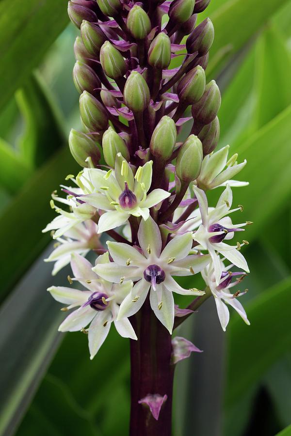 Eucomis Comosa Photograph by Geoff Kidd/science Photo Library - Fine ...