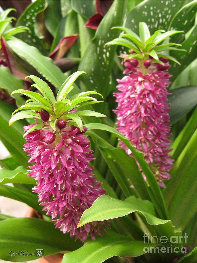 Flower Photograph - Eucomis named Leia by J McCombie
