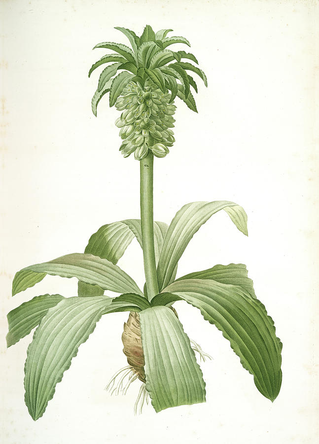 Eucomis Regia, Eucomis Royale, Pineapple Lily Drawing by Artokoloro ...