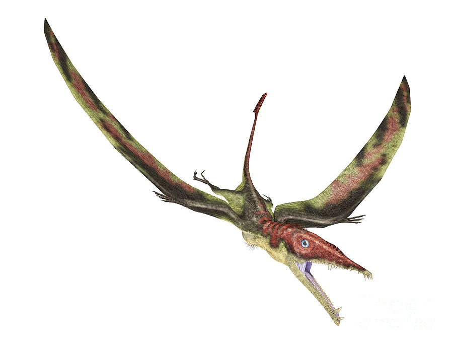 Dinosaur Digital Art - Eudimorphodon Flying Prehistoric by Leonello Calvetti