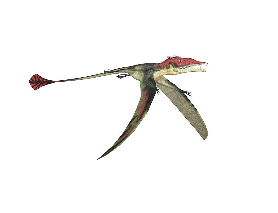 eudimorphodon