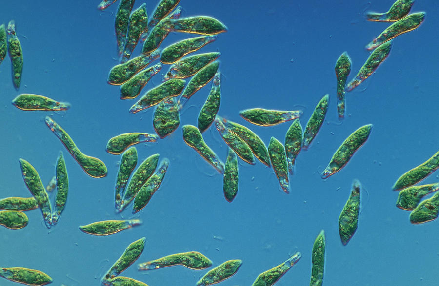 Euglena Gracilis Photograph By Michael Abbey