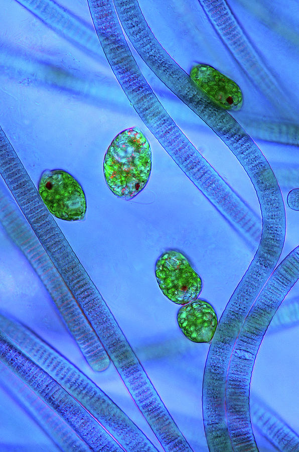 Euglena Protozoa And Cyanobacteria Photograph by Marek Mis