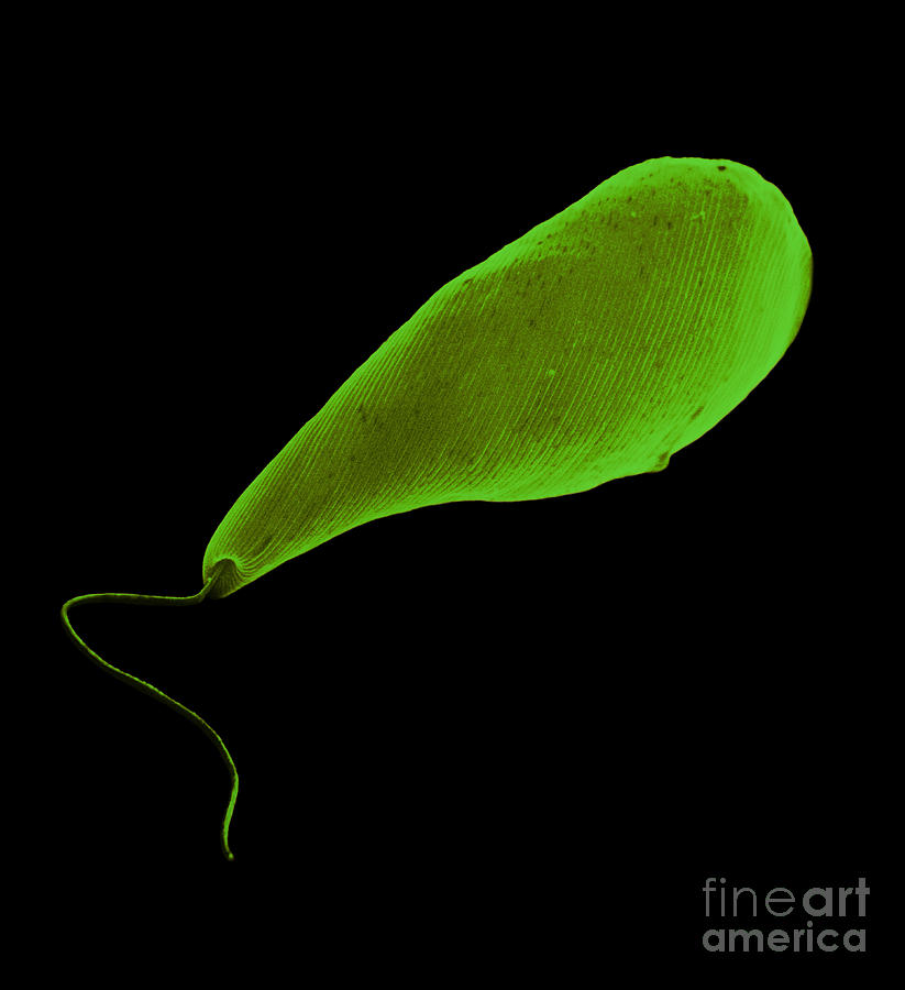 Euglena Sem Photograph by David M. Phillips / The Population Council