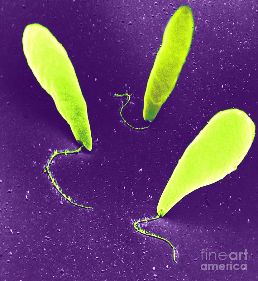 Euglena Sem Photograph by David M. Phillips