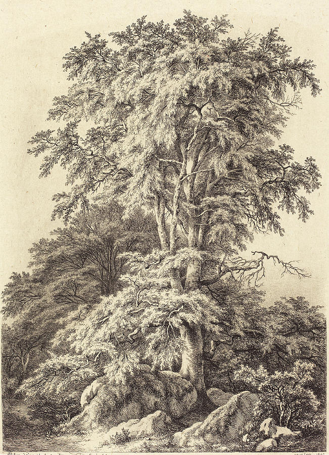 Eugène Bléry French, 1805 - 1887, Beech Grove Drawing by Quint Lox ...