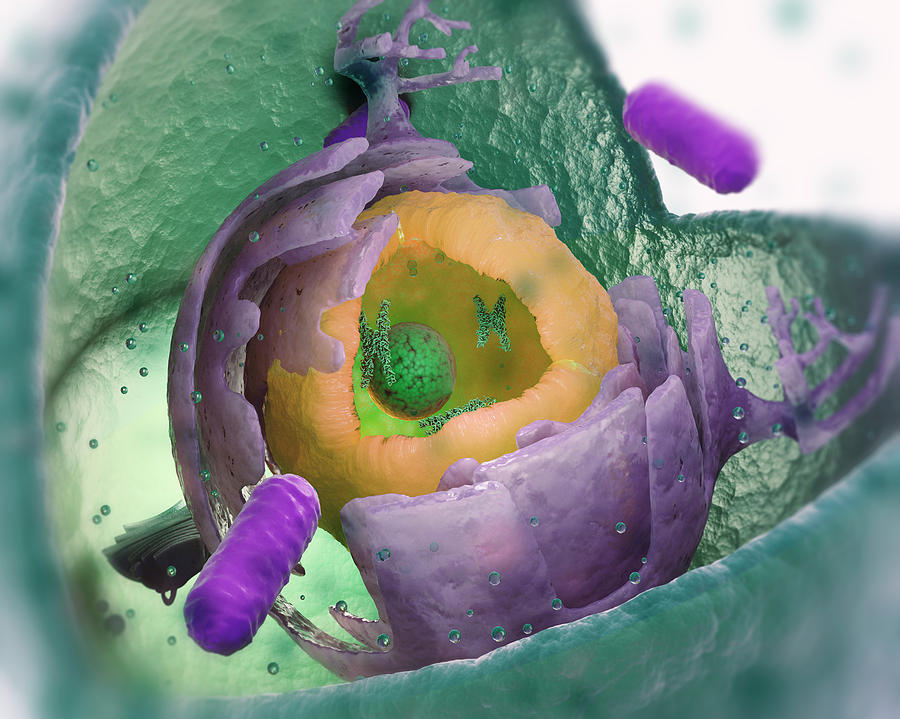 Eukaryotic Cell Anatomy   Eukaryotic Cell Structure Andrzej Wojcicki 