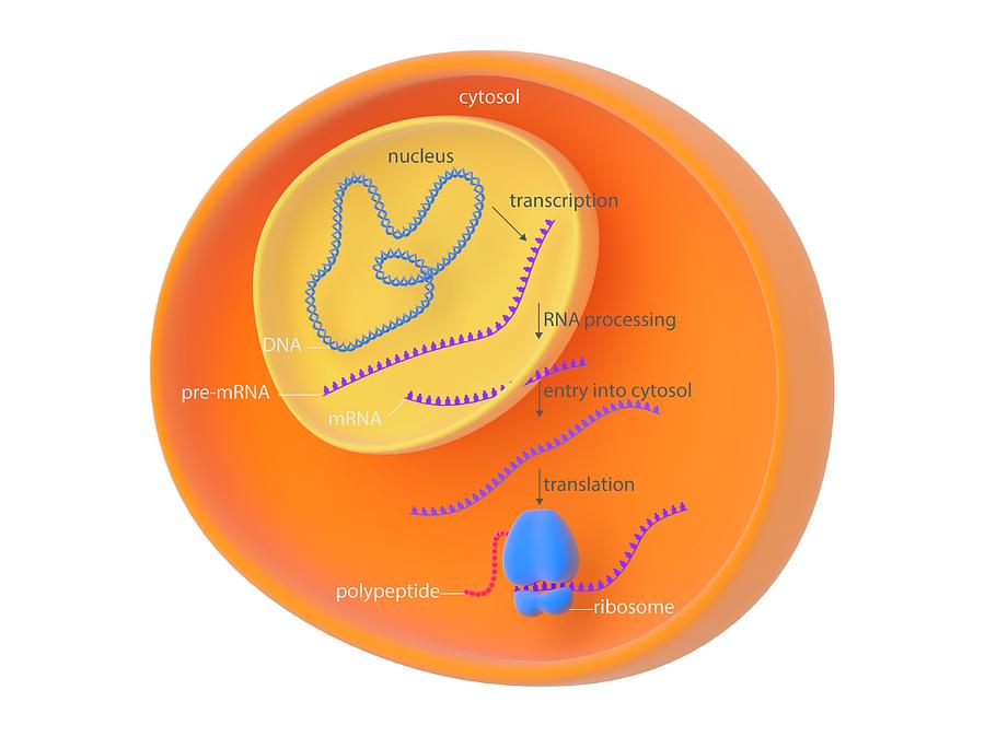 Eukaryotic gene expression photograph by science photo library pixels