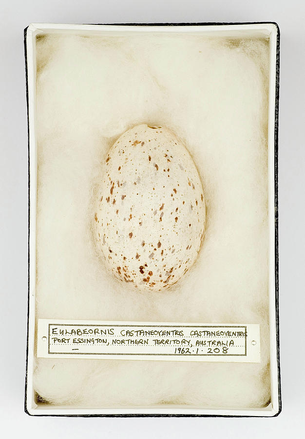 Eulabeornis Castaneoventris Egg Photograph by Natural History Museum ...