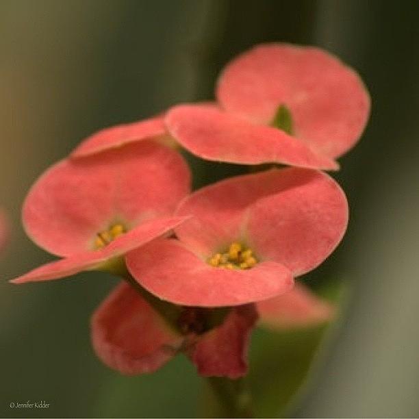 Euphorbia / Crown Of Thorns Taken At Photograph by Jennifer K