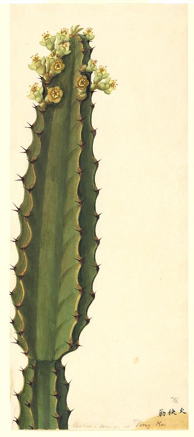 Euphorbia, 19th-century artwork Photograph by Science Photo Library ...