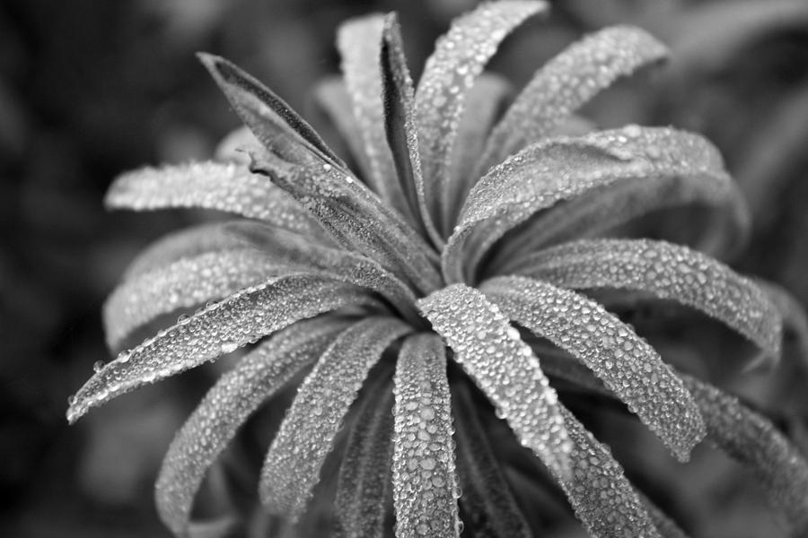Euphorbia BW Photograph by Gerry Bates