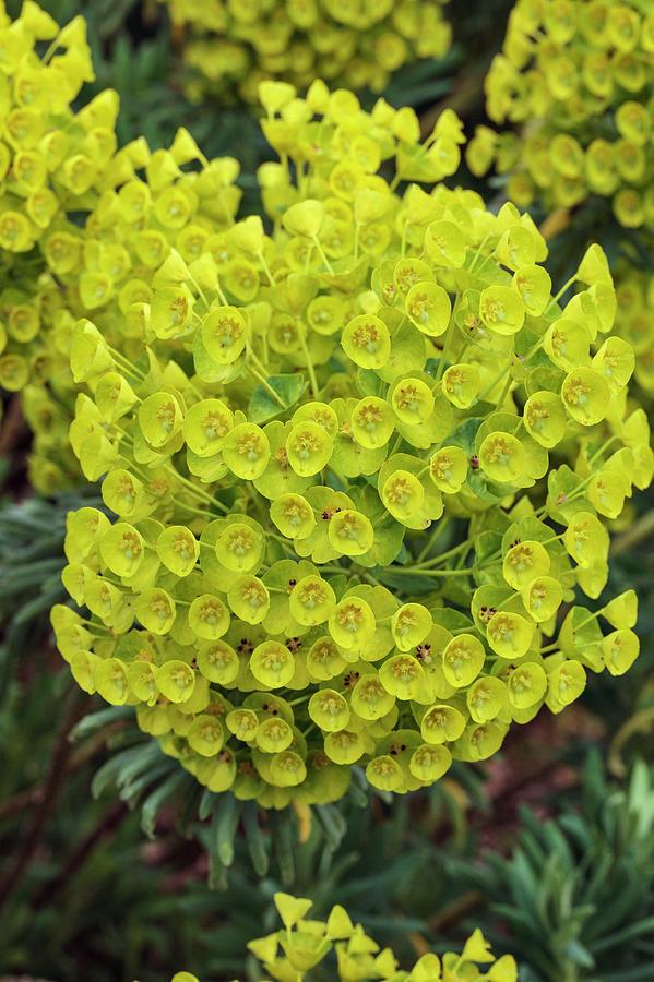  Euphorbia Characias  Subsp Wulfenii Photograph by Geoff Kidd