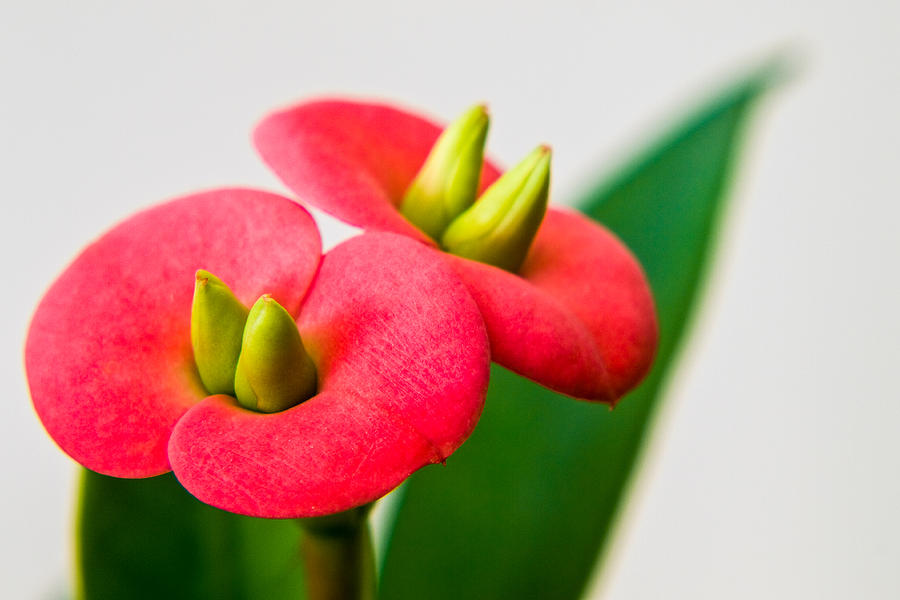 Euphorbia milli Photograph by Davorin Mance