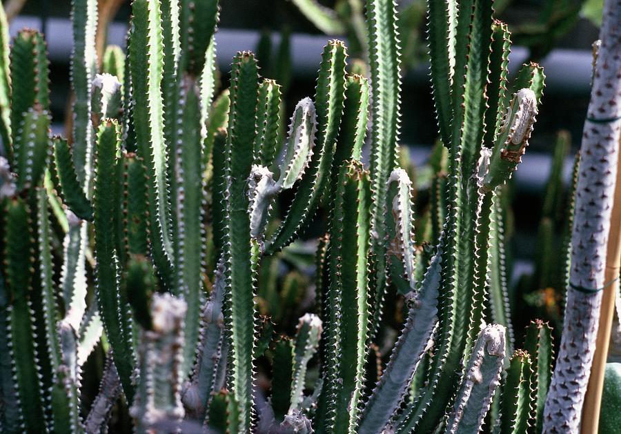 Euphorbia Pentagona. Photograph by Frank M Hough/science Photo Library ...