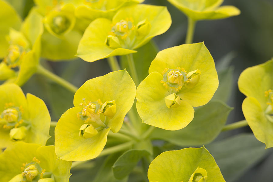 Euphorbia Rigida Photograph by Hal Horwitz