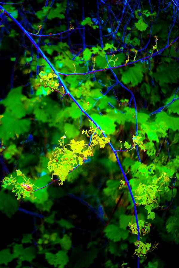 Nature Photograph - Euphoric Vine by Tamara Michael