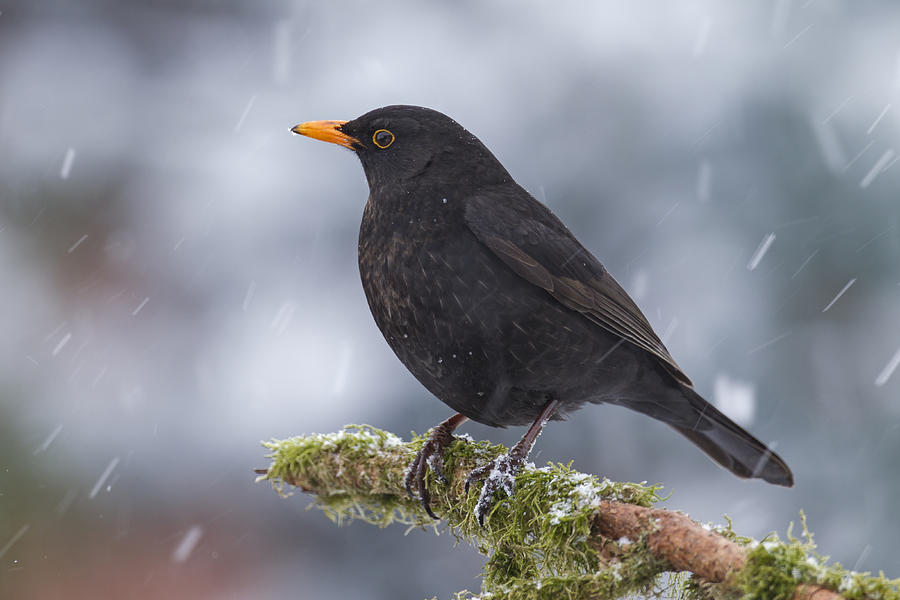 Eurasian Blackbird And Snowfall Germany Photograph by Helge Schulz
