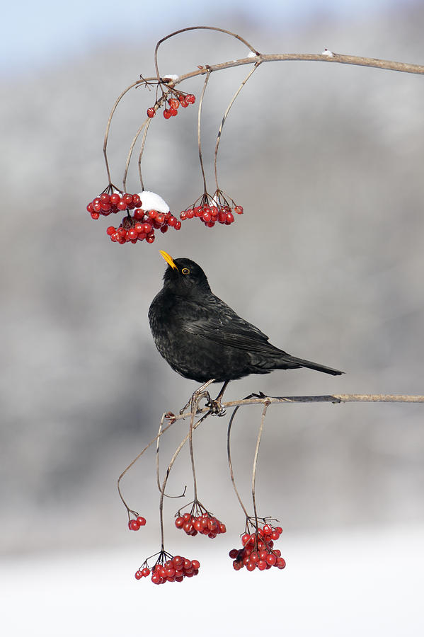 Eurasian Blackbird Male Feeding Germany Photograph by Duncan Usher