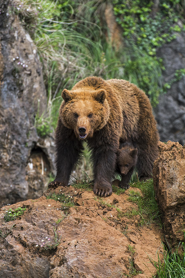 Eurasian brown bear 14 Photograph by Arterra Picture Library