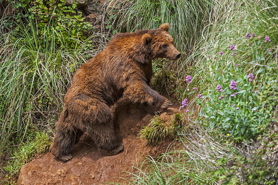 Bear Photograph - Eurasian brown bear 21 by Arterra Picture Library