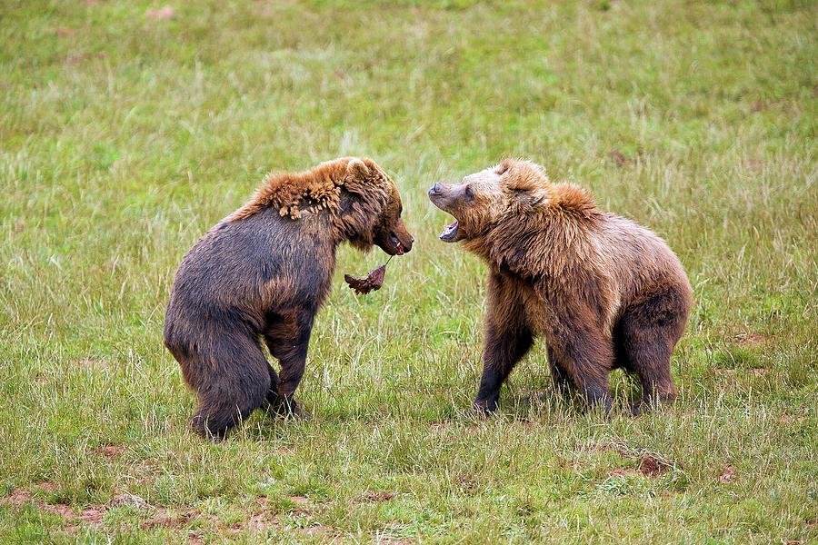 Eurasian Brown Bears Fighting Photograph by Nicolas Reusens