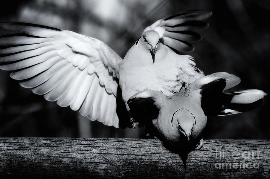 Eurasian Collared Doves Announce Spring Photograph