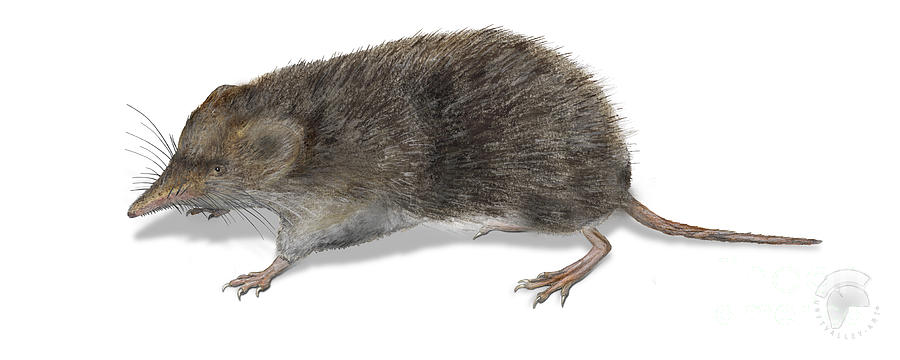 Eurasian Common Shrew Sorex Araneus - Musaraigne Carrelet - Musarana ...