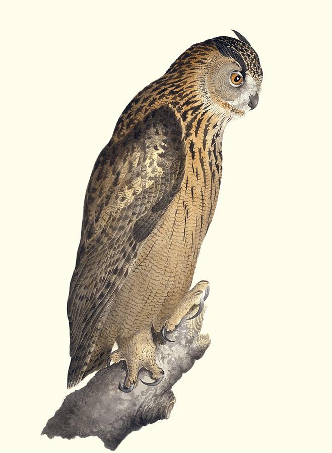 Eurasian eagle-owl, 19th century artwork Photograph by Science Photo ...