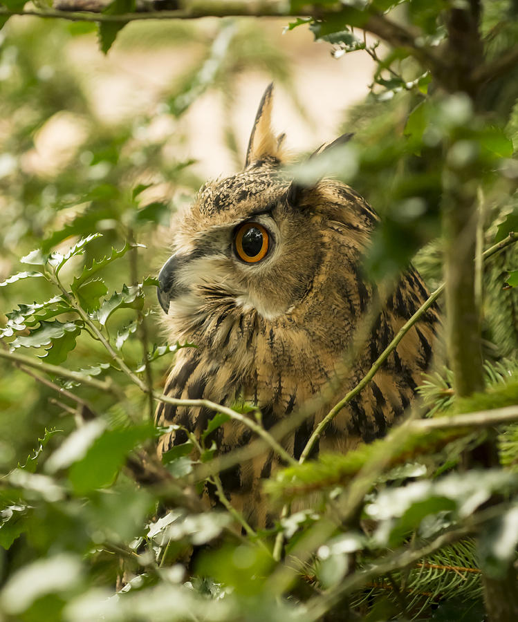 Eurasian Eagle-Owl 2 Photograph by Tracy Winter