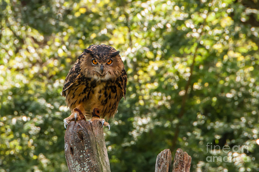 Eurasian Eagle Owl Photograph by Anthony Sacco