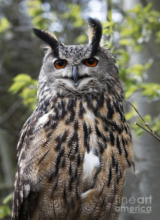 Owl Photograph - Eurasian Eagle Owl by Barbara McMahon