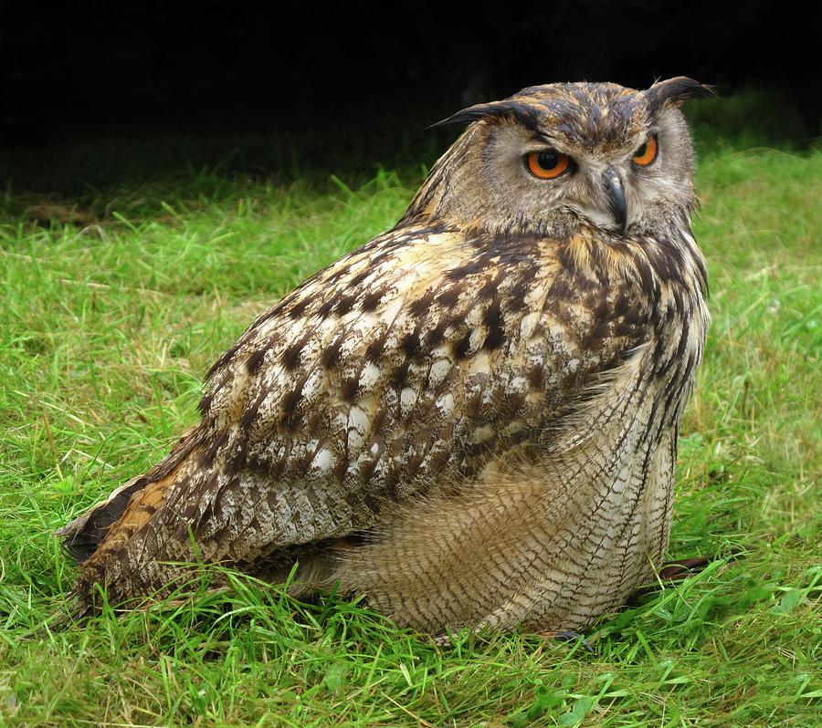 Eurasian Eagle-owl Photograph by Cordelia Molloy - Fine Art America