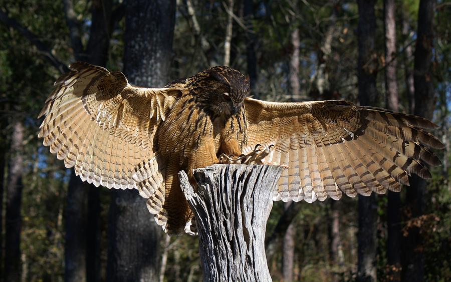 Eurasian Eagle Owl Coveting his Prey Photograph by Paulette Thomas