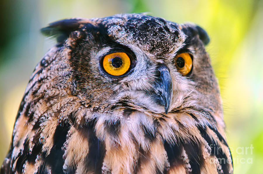 Eurasian Eagle Owl Photograph by Eddie Yerkish