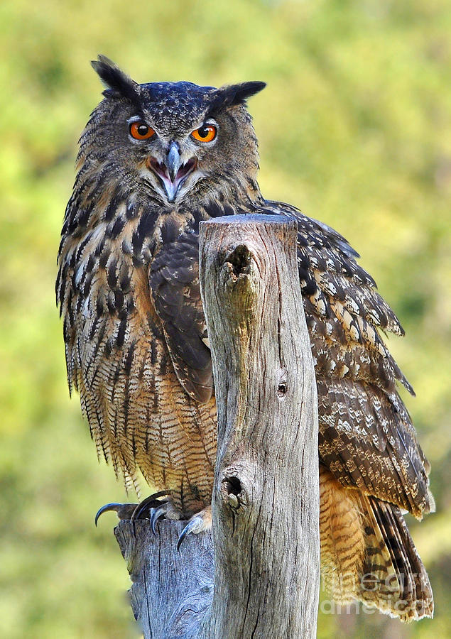 Eurasian Eagle Owl In A Dead Tree Photograph by Kathy Baccari
