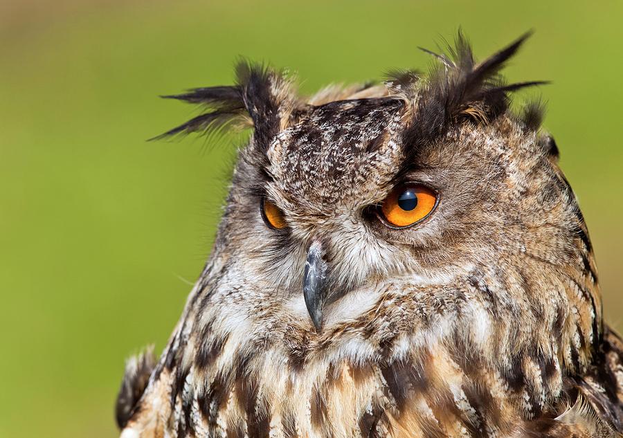 Eurasian Eagle-owl Photograph by John Devries/science Photo Library ...